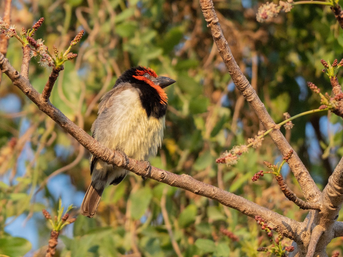 Black-collared Barbet - ML643812084