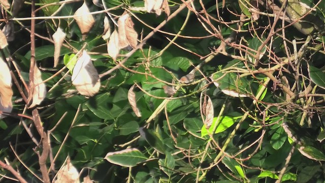 Ashy Tailorbird - ML643812086