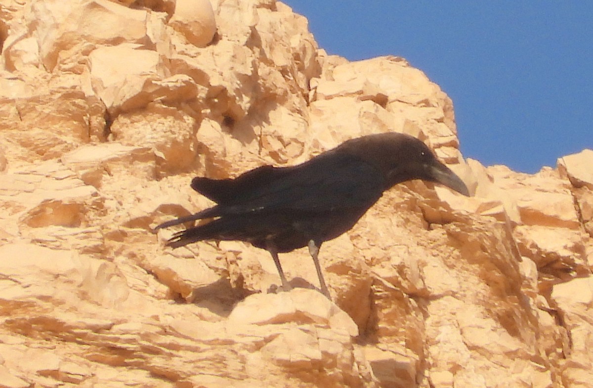 Corbeau brun - ML643812095