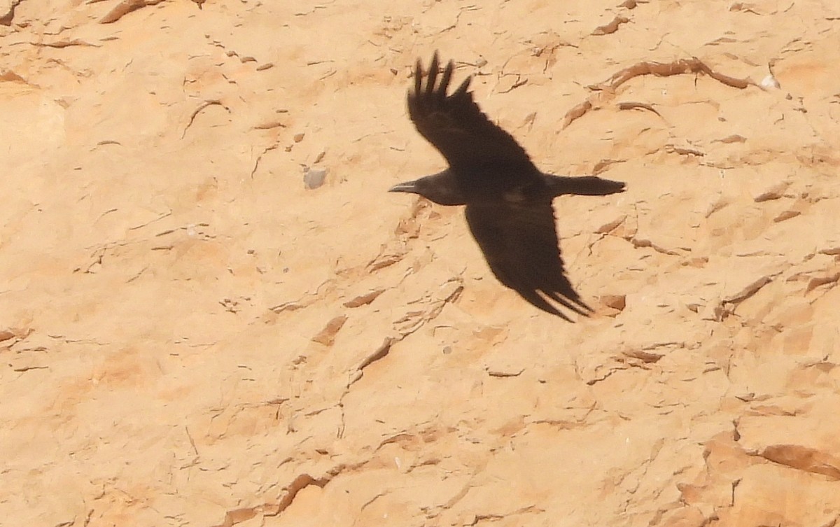 Corbeau brun - ML643812096