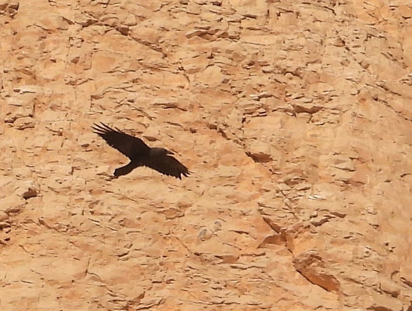 Corbeau brun - ML643812097