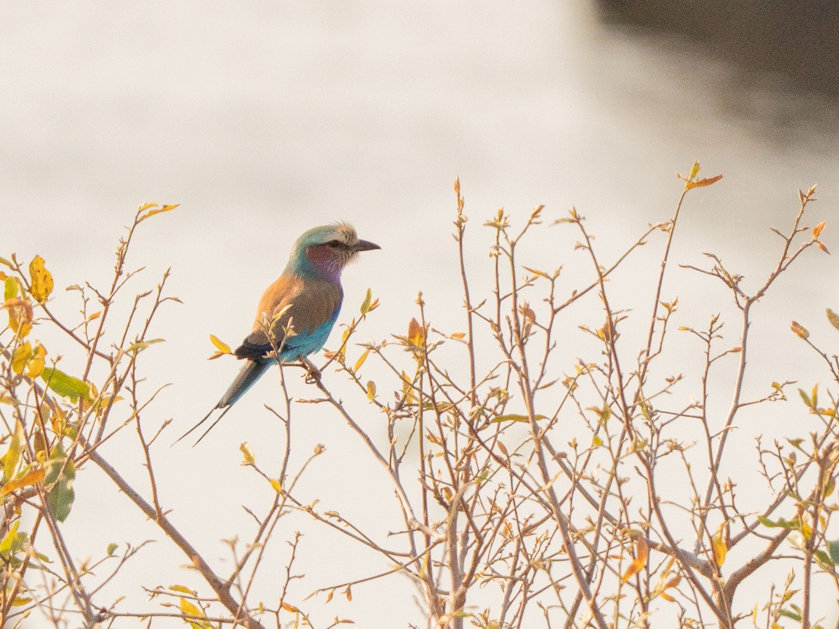 Lilac-breasted Roller - ML643812100