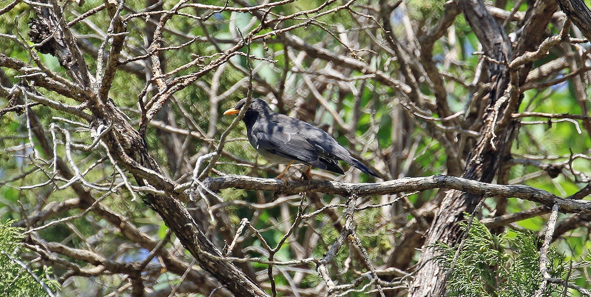 Merle de Somalie - ML643812103