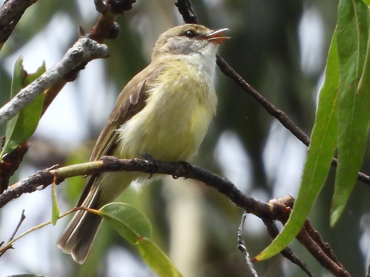 Limon Karınlı Sinekbülbülü - ML643812107