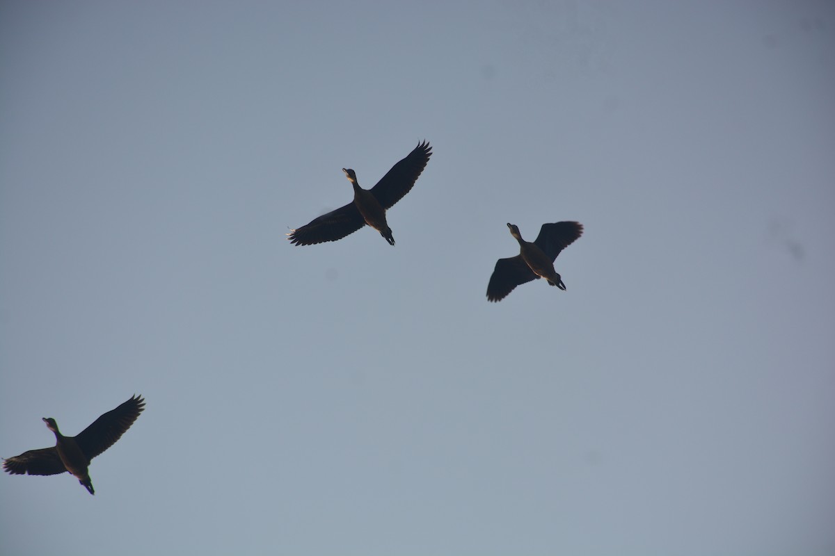 Модны анхир - ML643812123