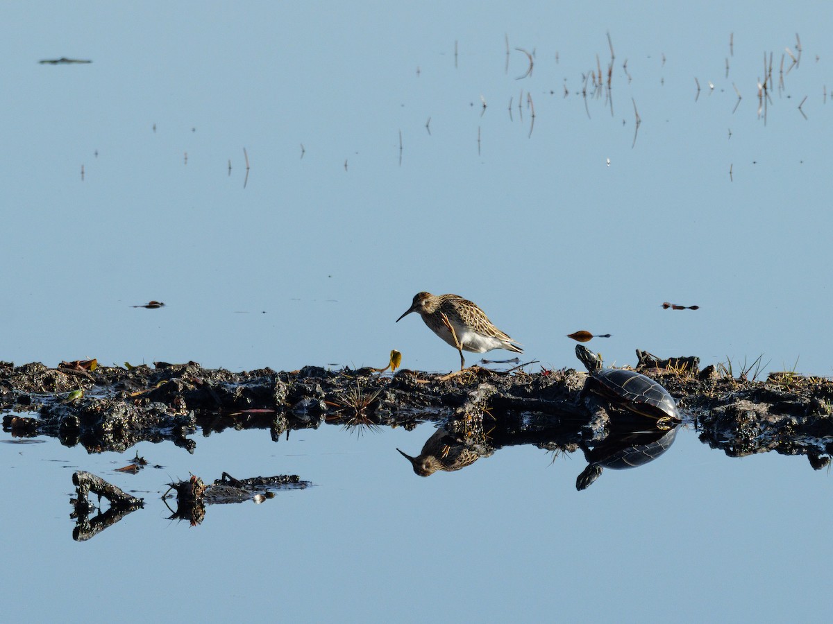 Pectoral Sandpiper - ML643812135