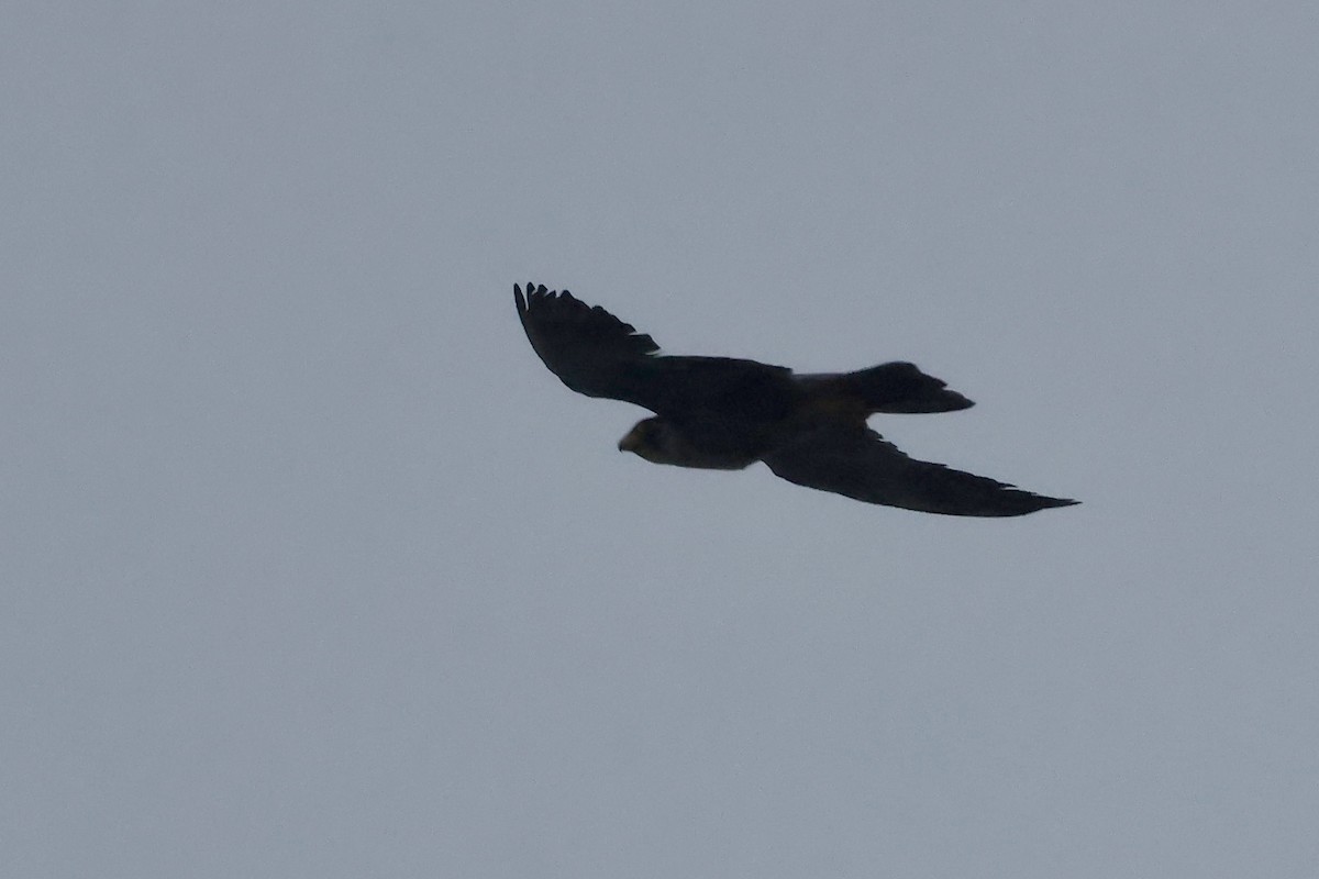 Peregrine Falcon - ML643812136