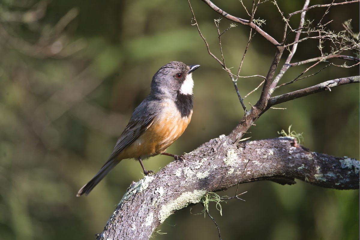 Rufous Whistler - ML643812137