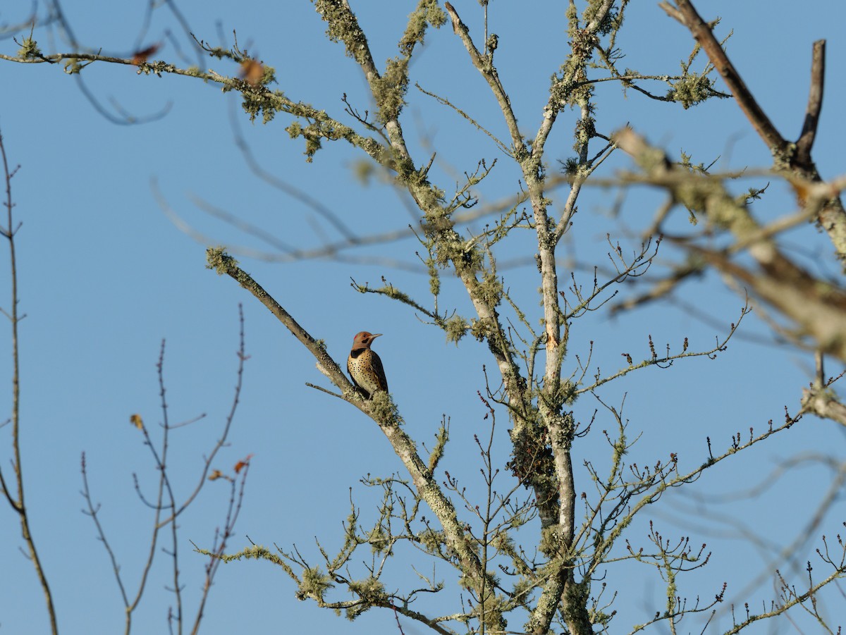 Northern Flicker - ML643812141
