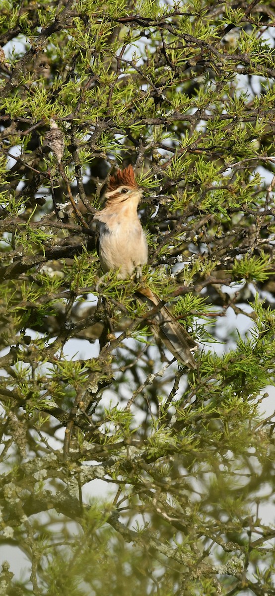 Striped Cuckoo - ML643812157