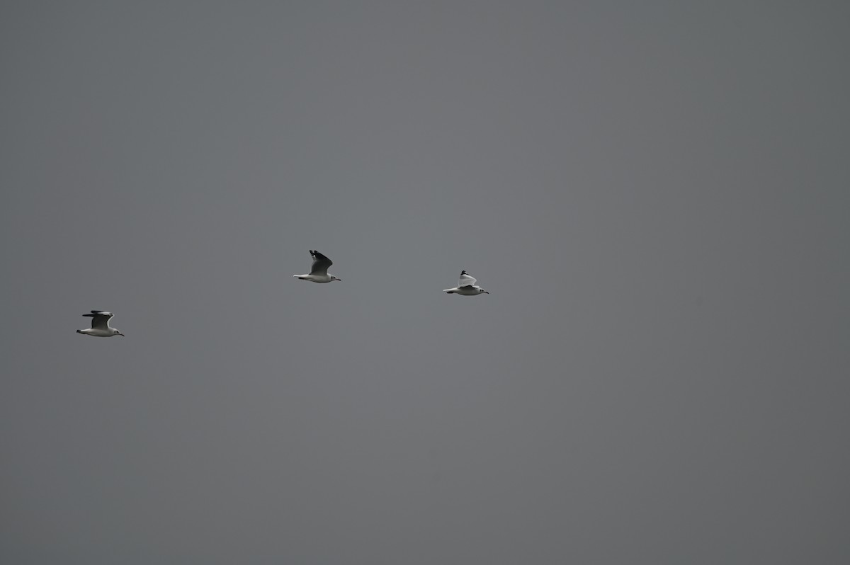 Brown-headed Gull - ML643812164