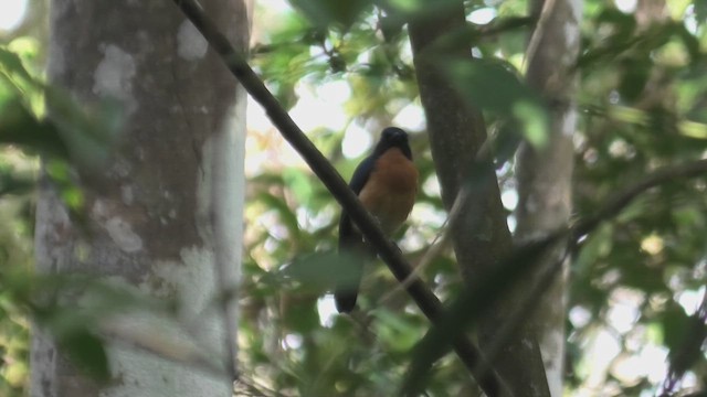 Mangrove Blue Flycatcher (Mangrove) - ML643812168