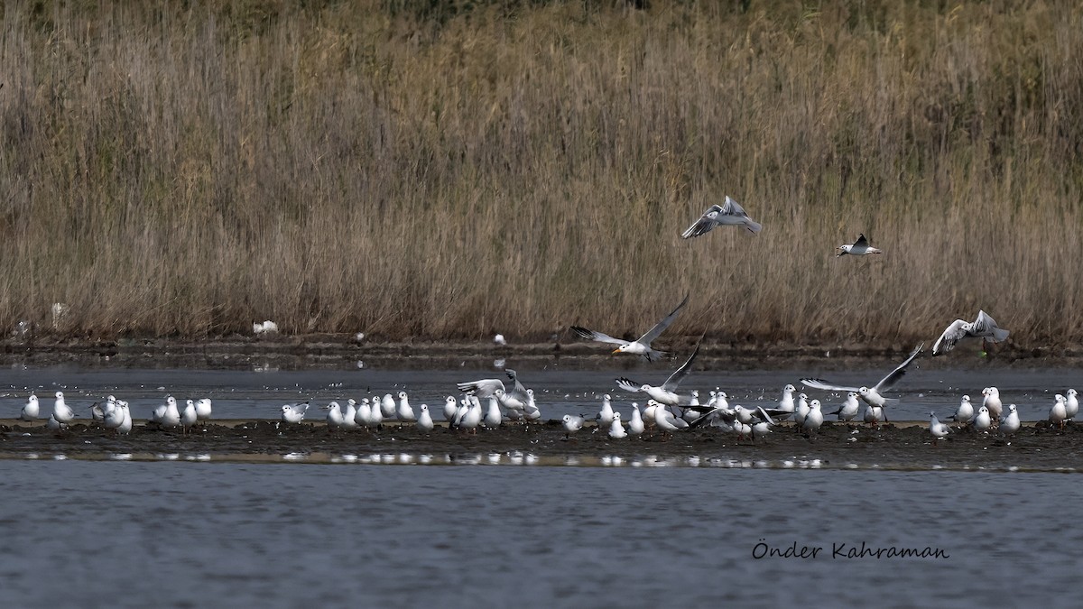 West African Crested Tern - ML643812180