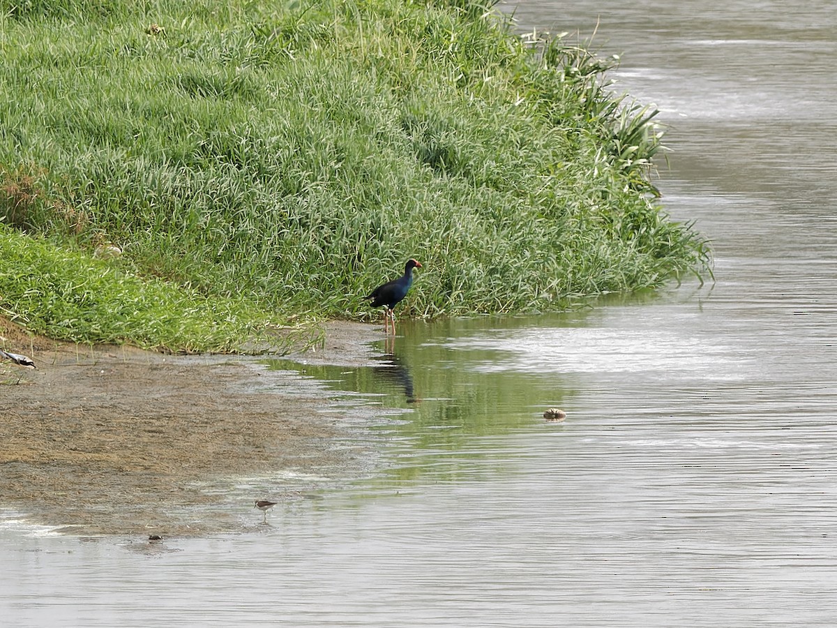 Black-backed Swamphen - ML643812181