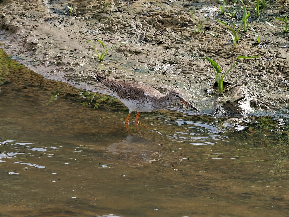 Common Redshank - ML643812194