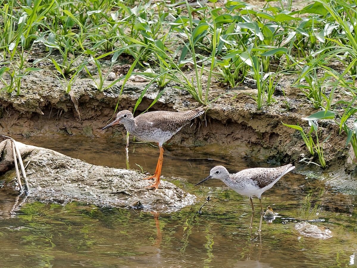 Common Redshank - ML643812195