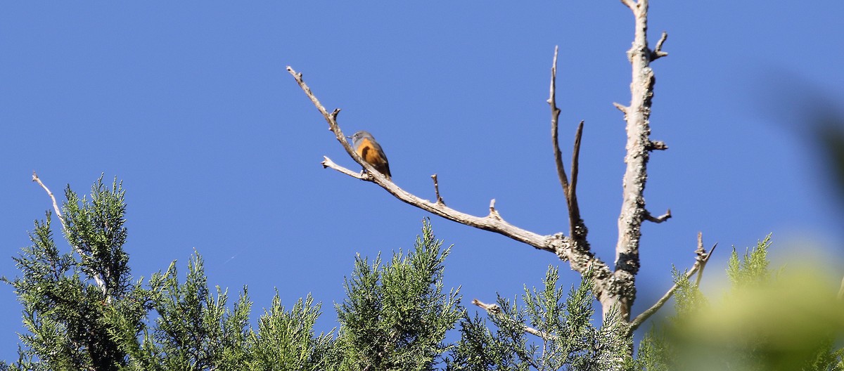 Little Rock-Thrush - ML643812229