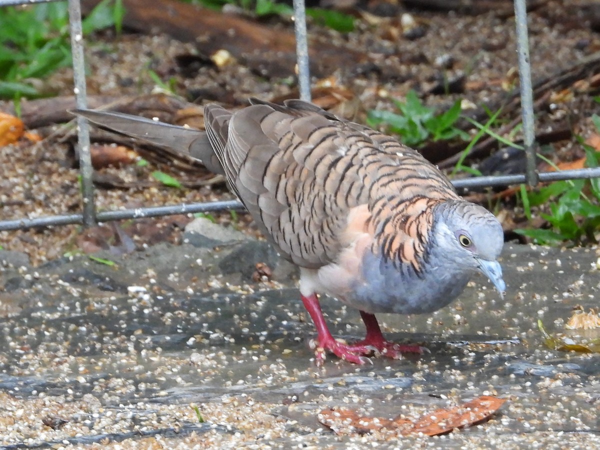 Bar-shouldered Dove - ML643812231