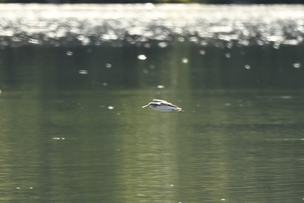 Grünschenkel - ML643812242