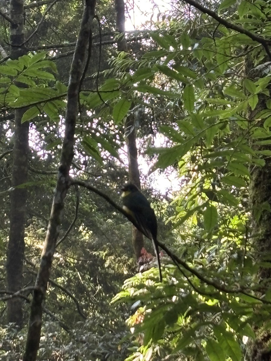 Javan Trogon - ML643812255