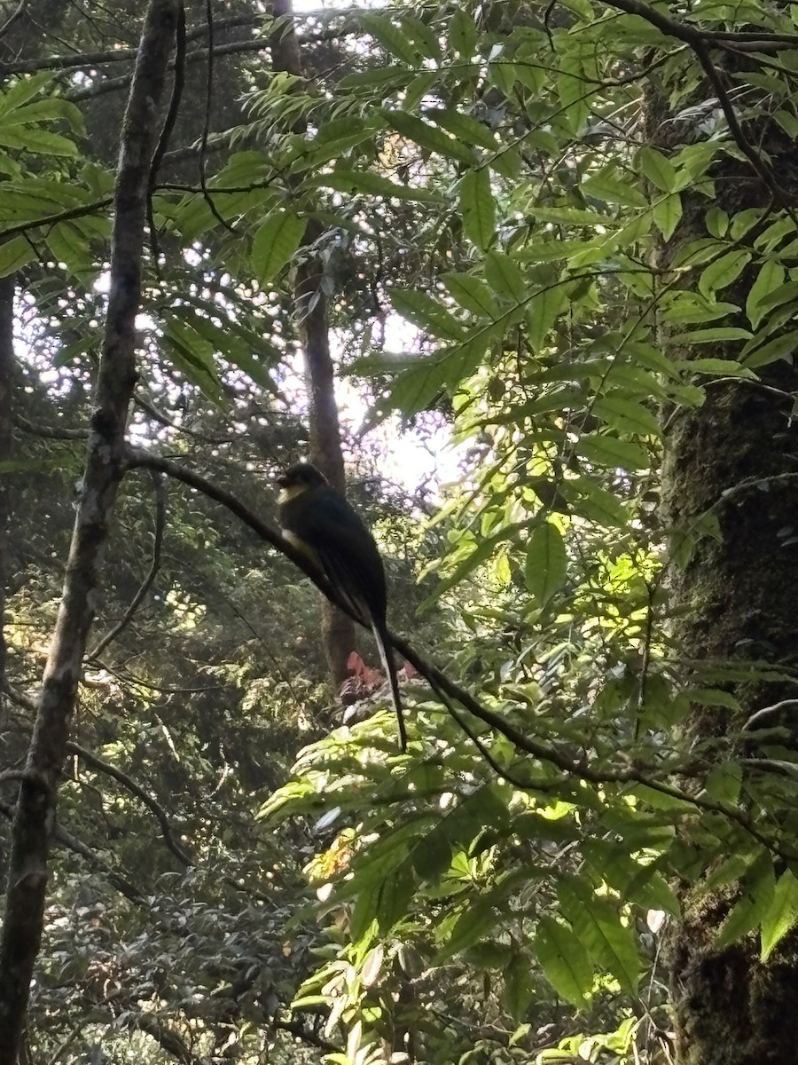 Javan Trogon - ML643812256