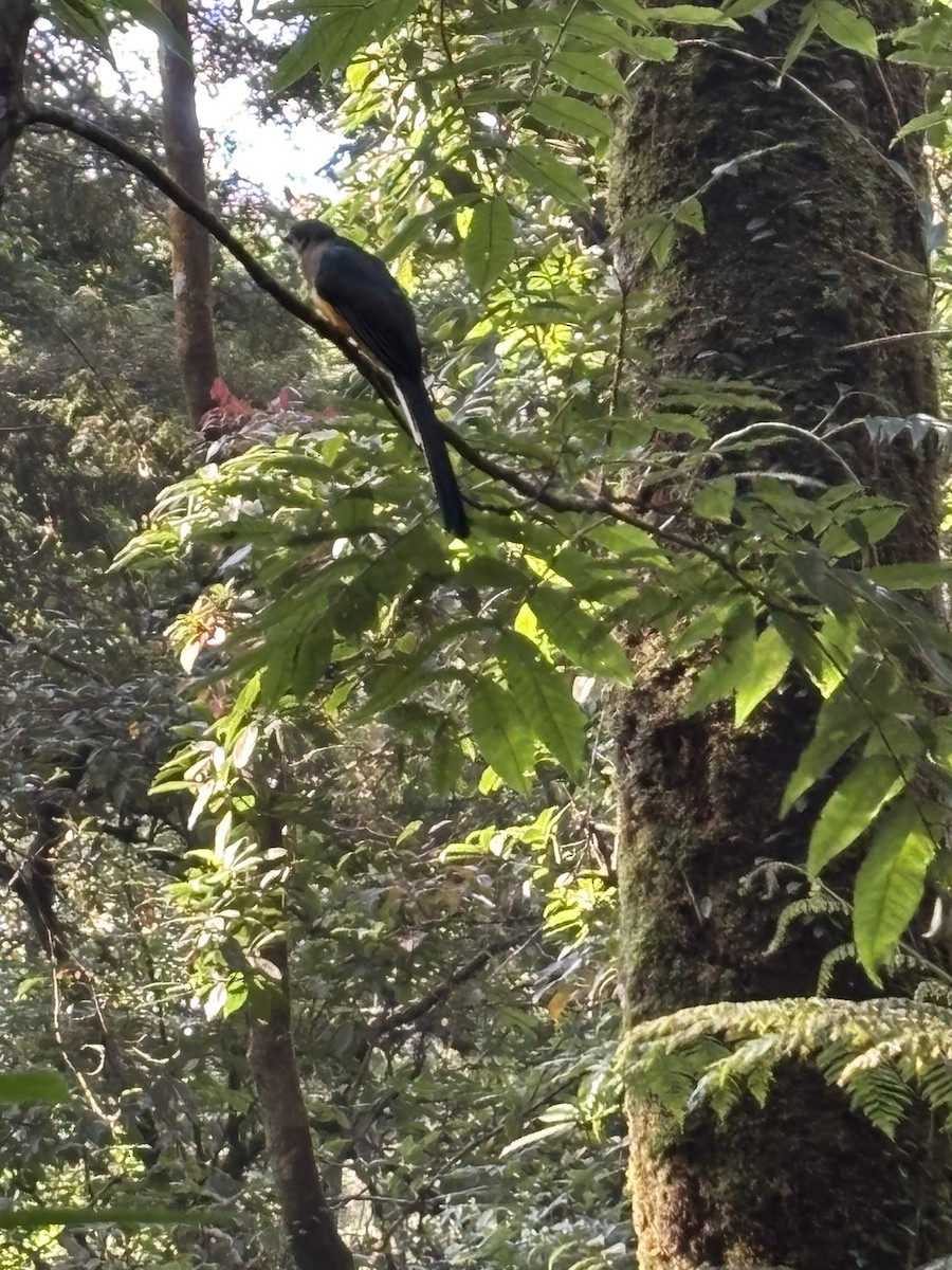 Javan Trogon - ML643812257