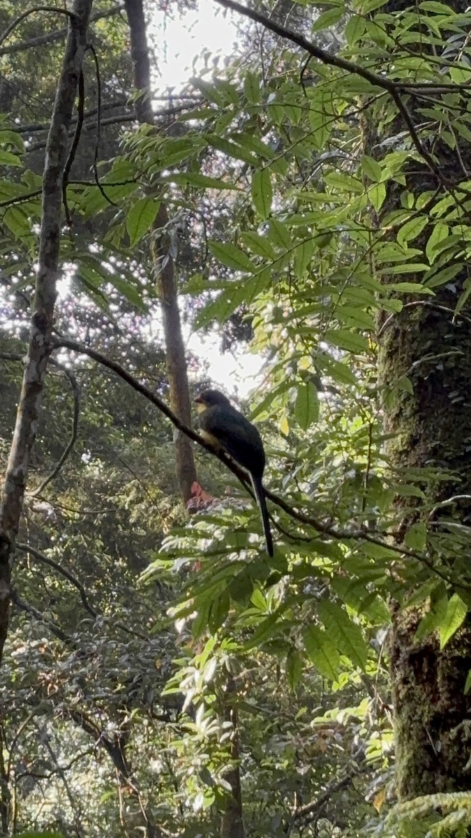 Javan Trogon - ML643812258