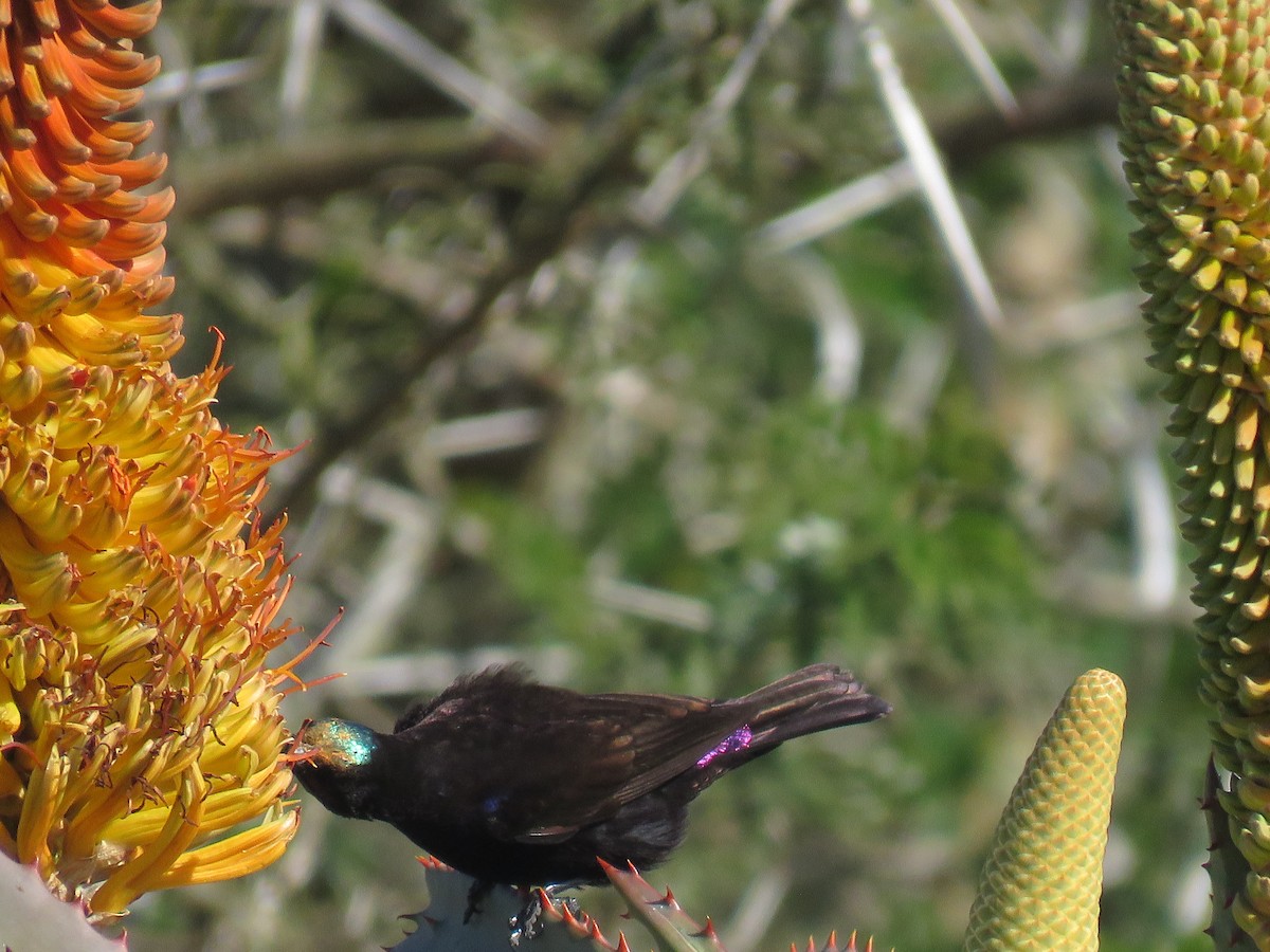 Amethyst Sunbird - ML643812271