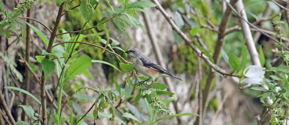 Linotte de Warsangli - ML643812279