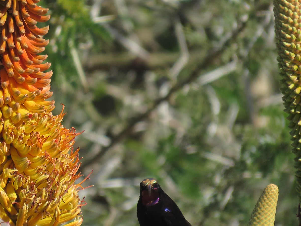 Amethyst Sunbird - ML643812284