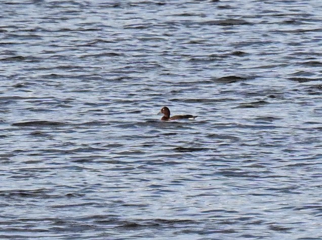 Ferruginous Duck - ML643812286