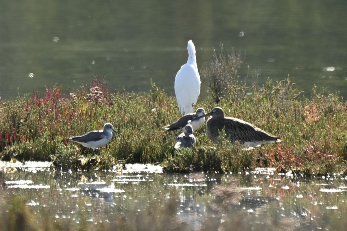 Grünschenkel - ML643812287