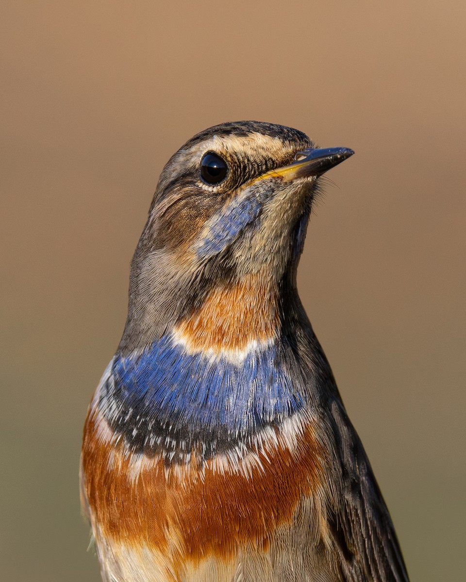 藍喉鴝 - ML643812293