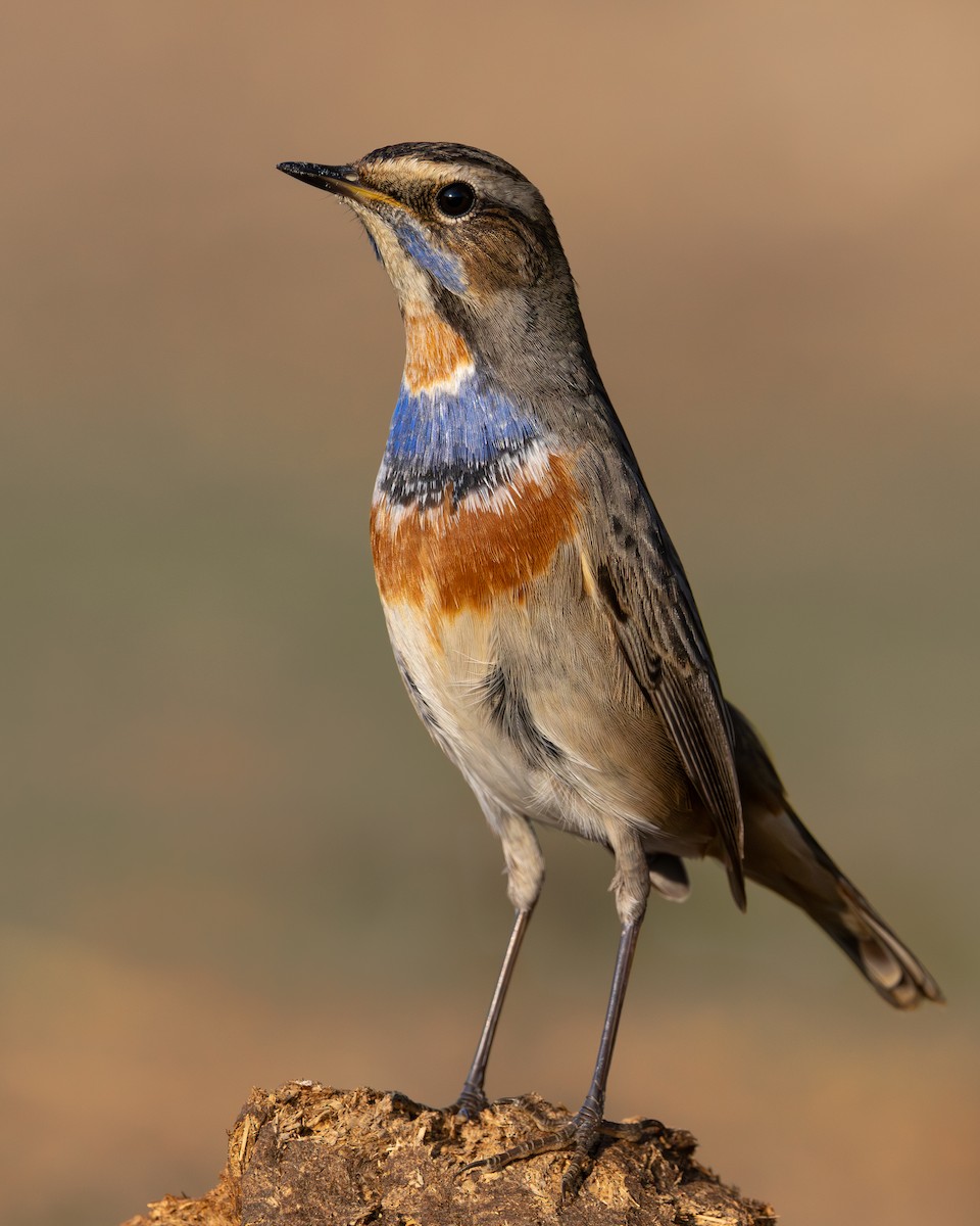 藍喉鴝 - ML643812295