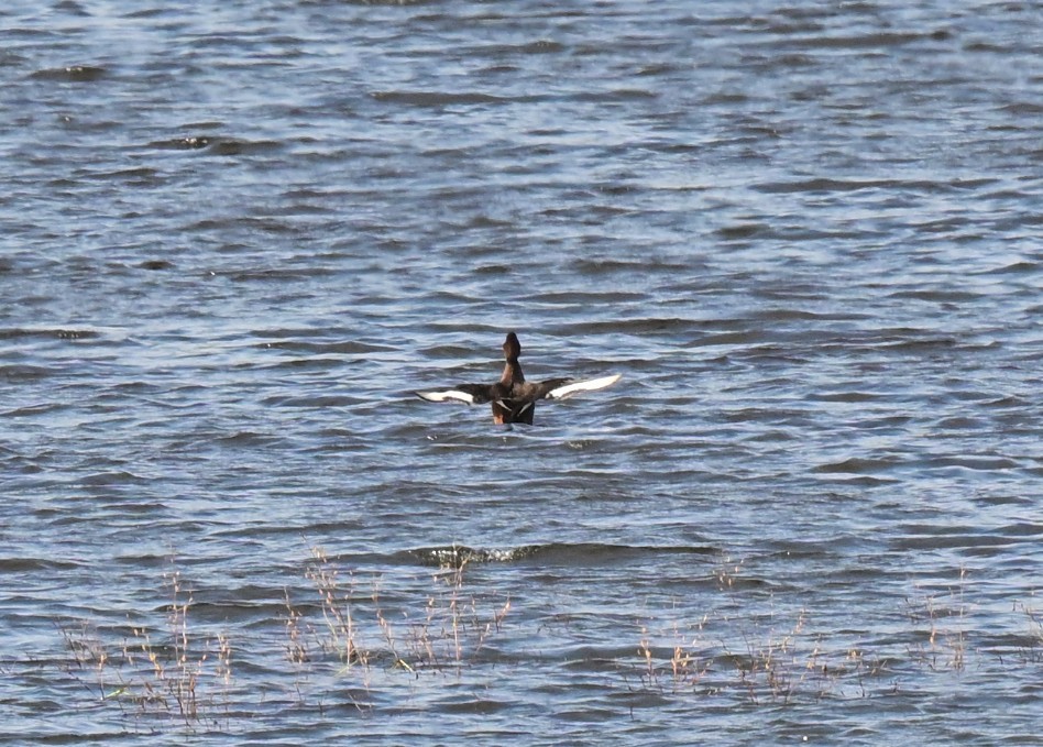 Ferruginous Duck - ML643812297