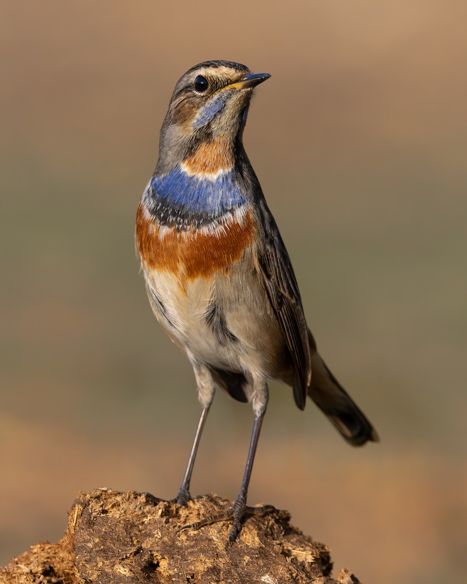 藍喉鴝 - ML643812301