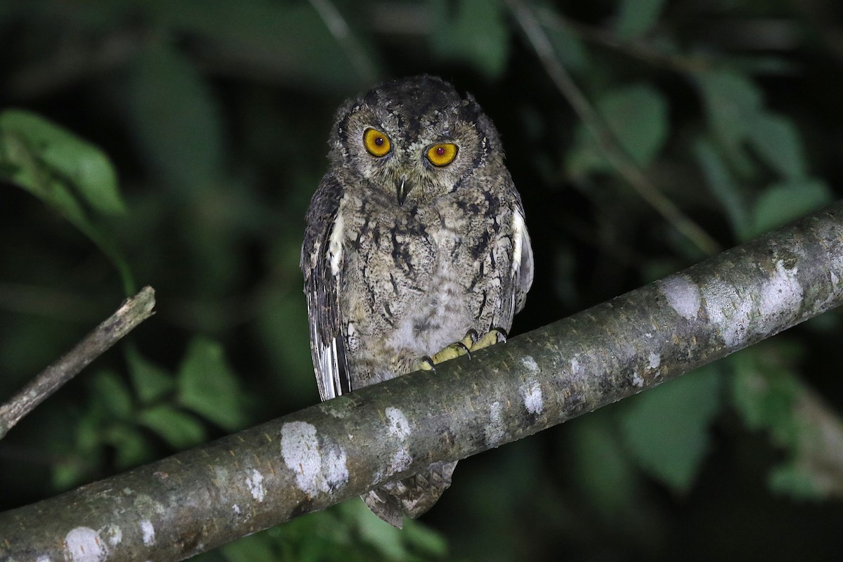 Japanese Scops-Owl - ML643812335