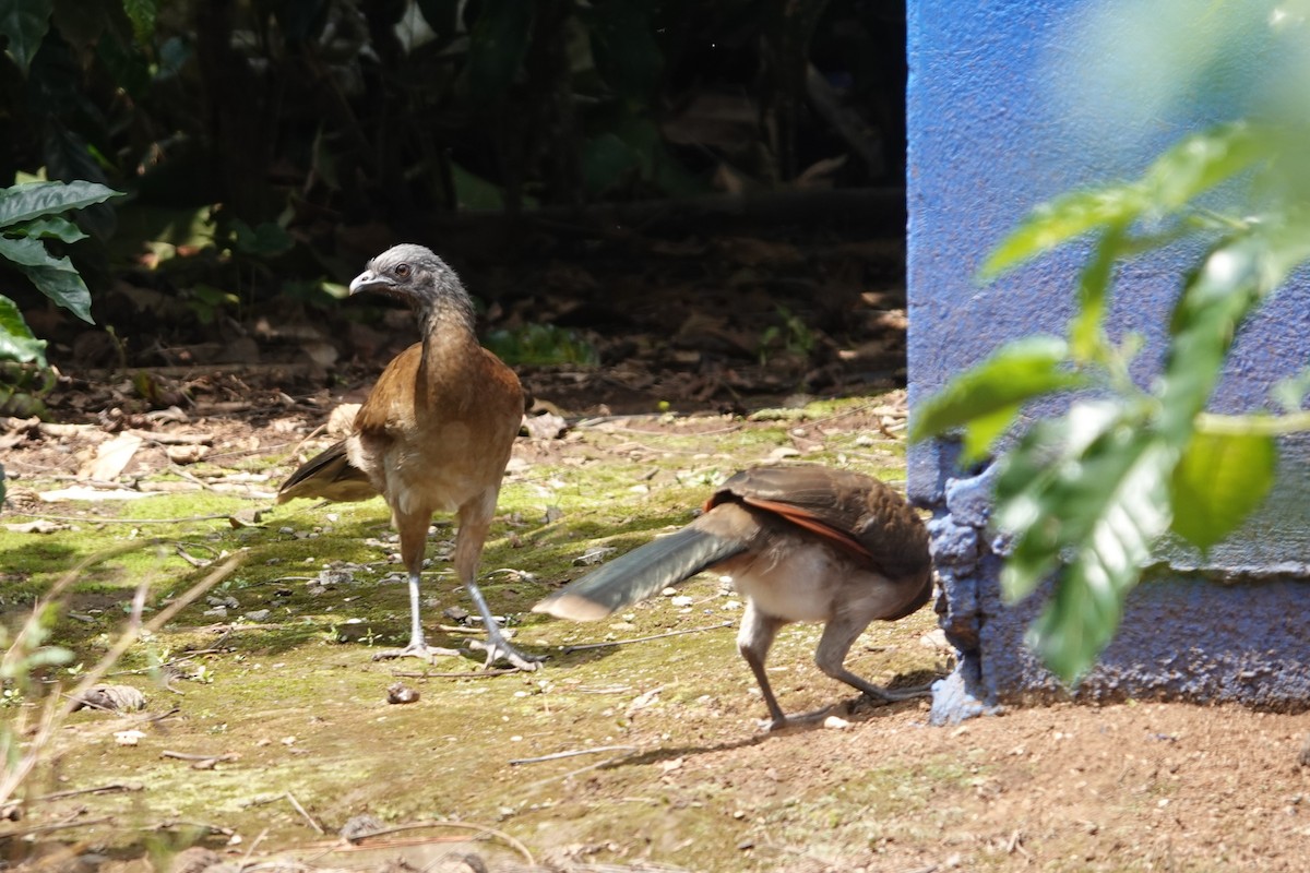 Gray-headed Chachalaca - ML643812350