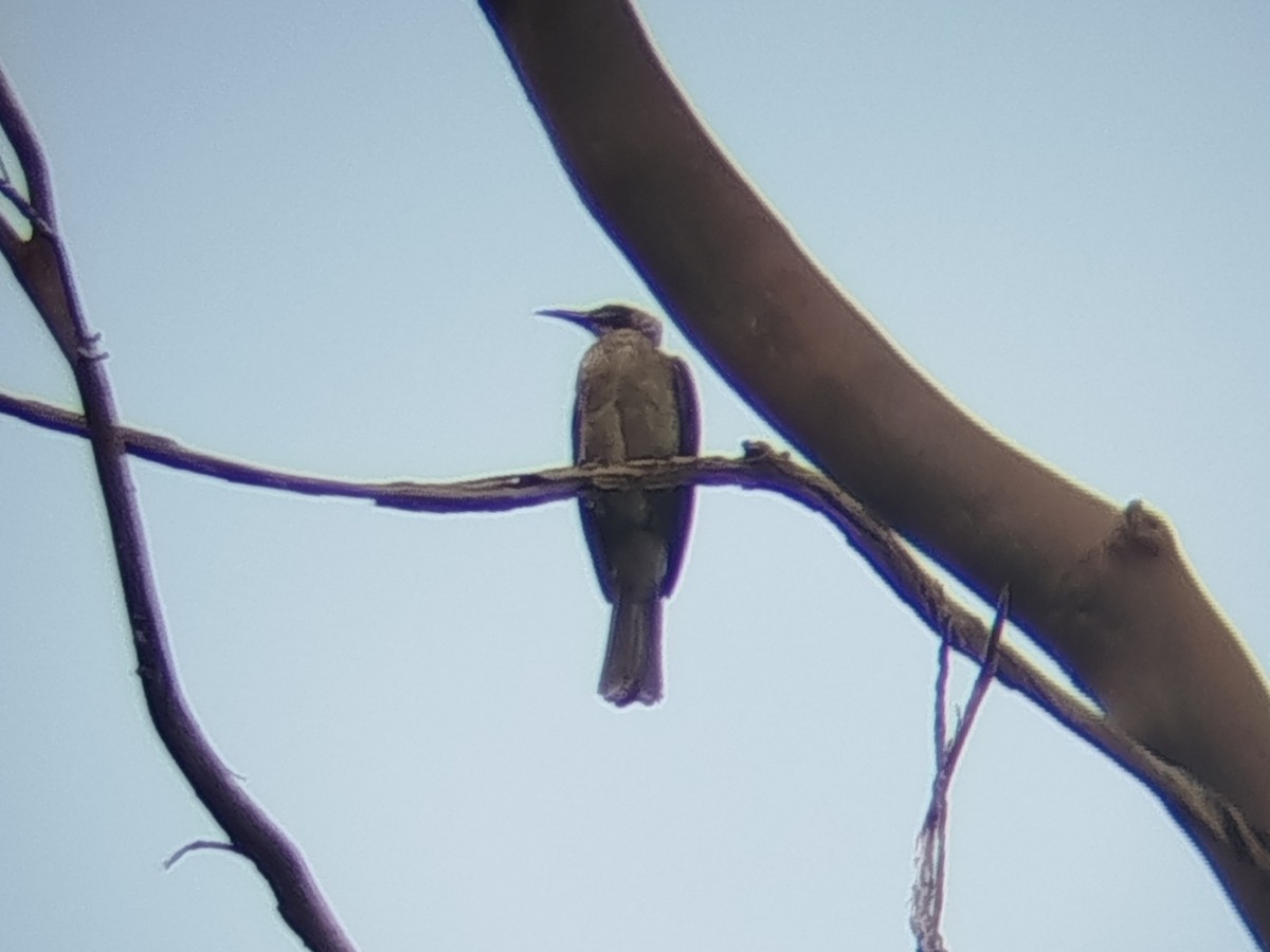 Helmeted Friarbird - ML643812356