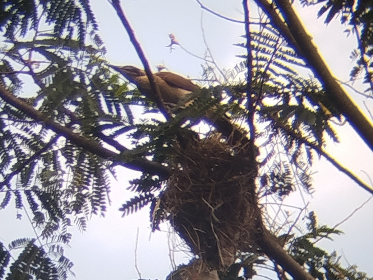 Helmeted Friarbird - ML643812357