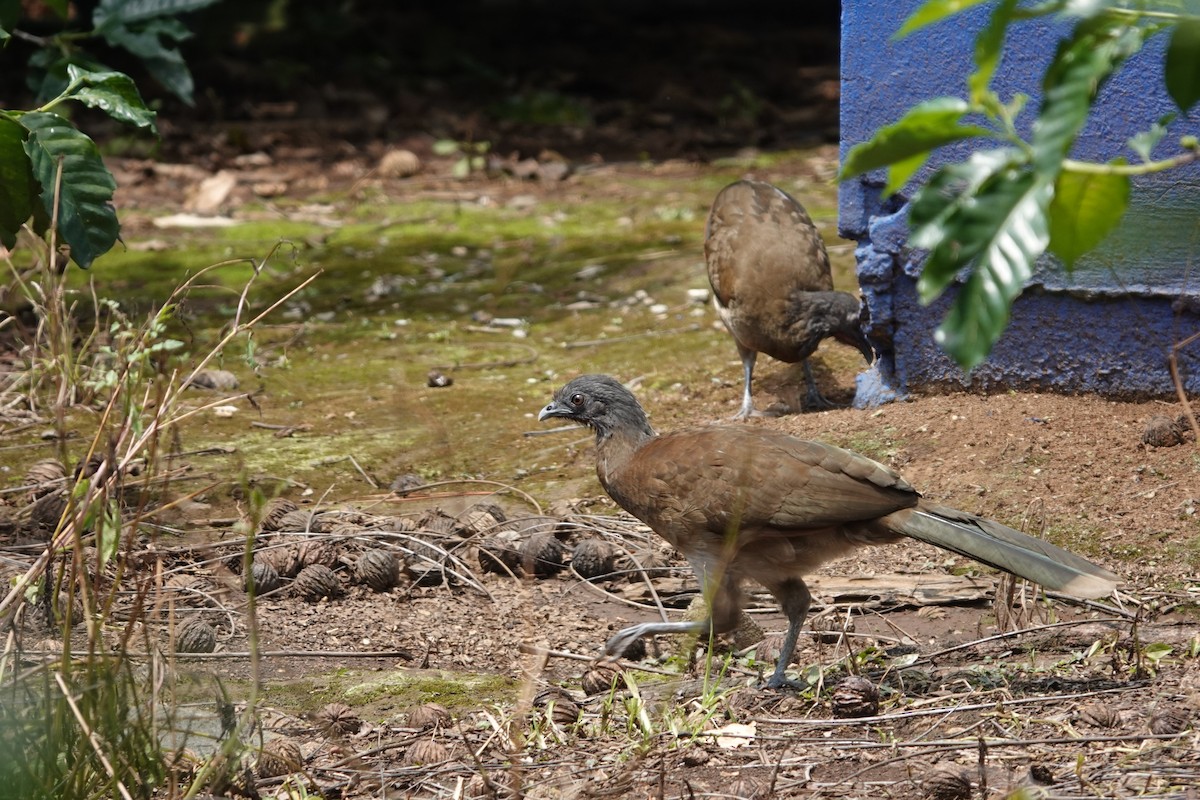 Gray-headed Chachalaca - ML643812358