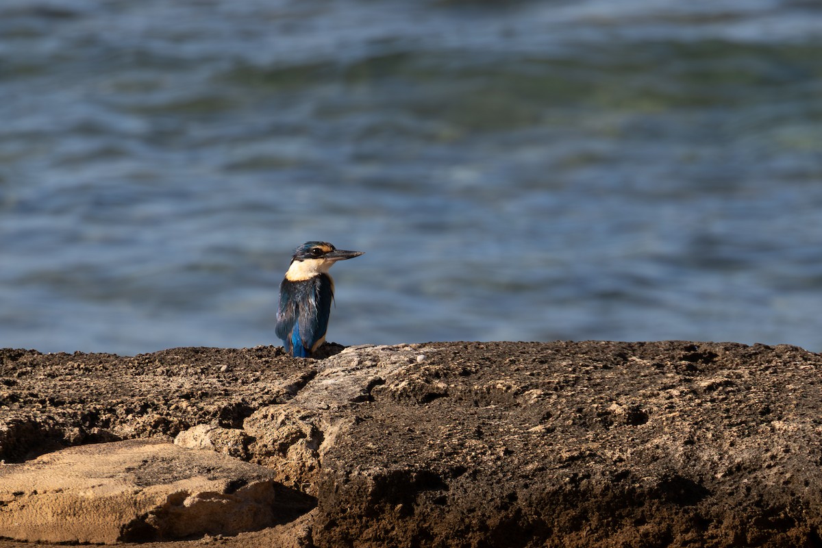 Sacred Kingfisher - ML643812360
