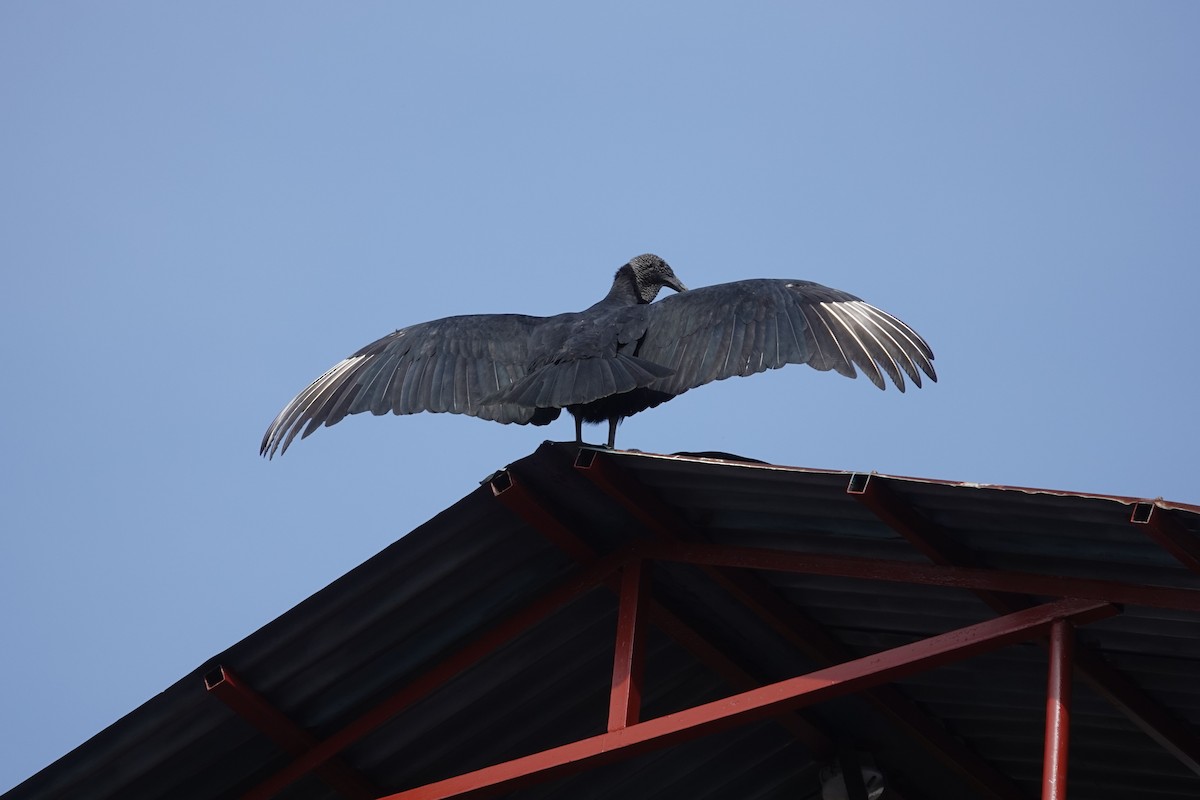Black Vulture - ML643812363