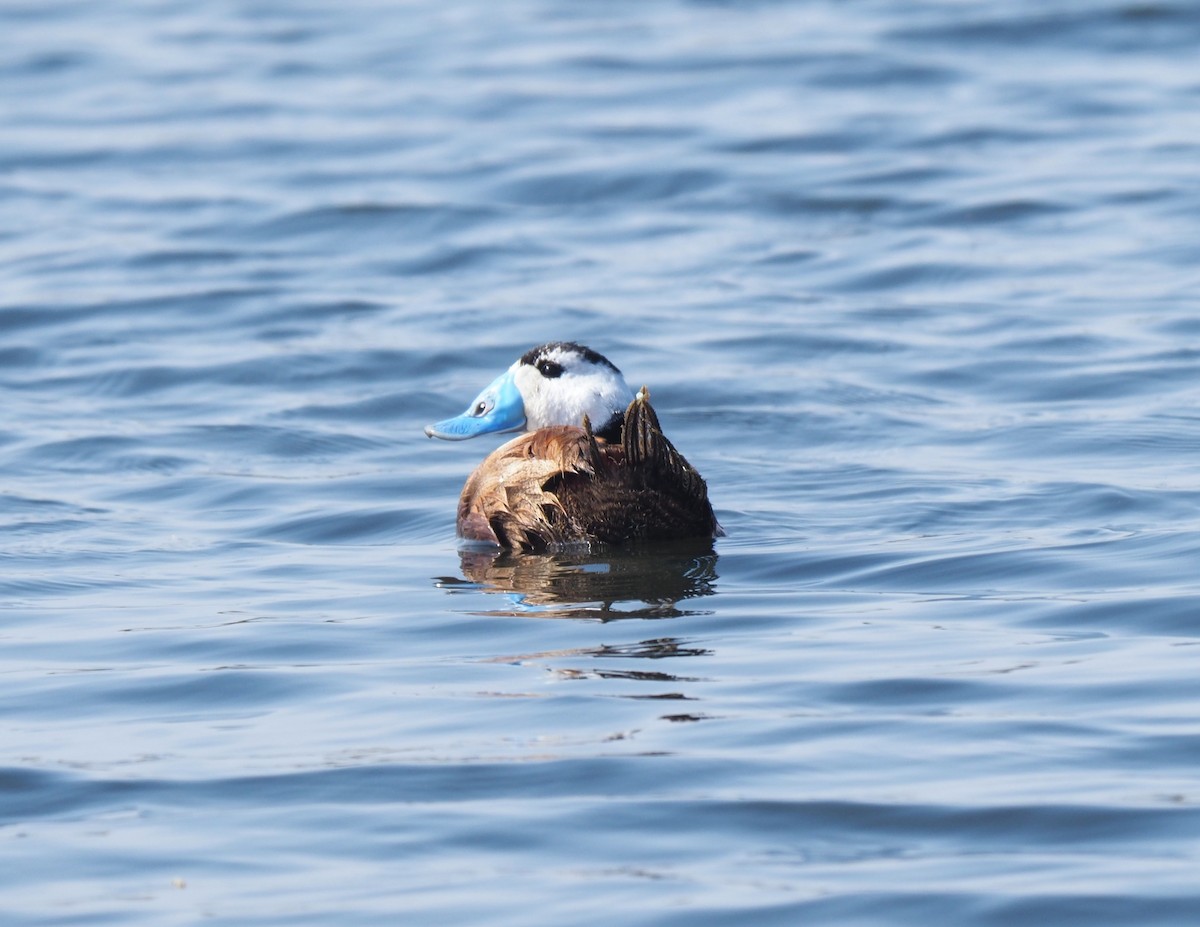 White-headed Duck - ML643812400