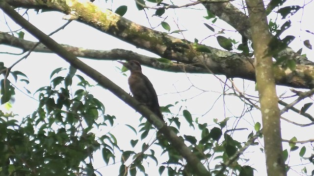 Laced Woodpecker - ML643812401