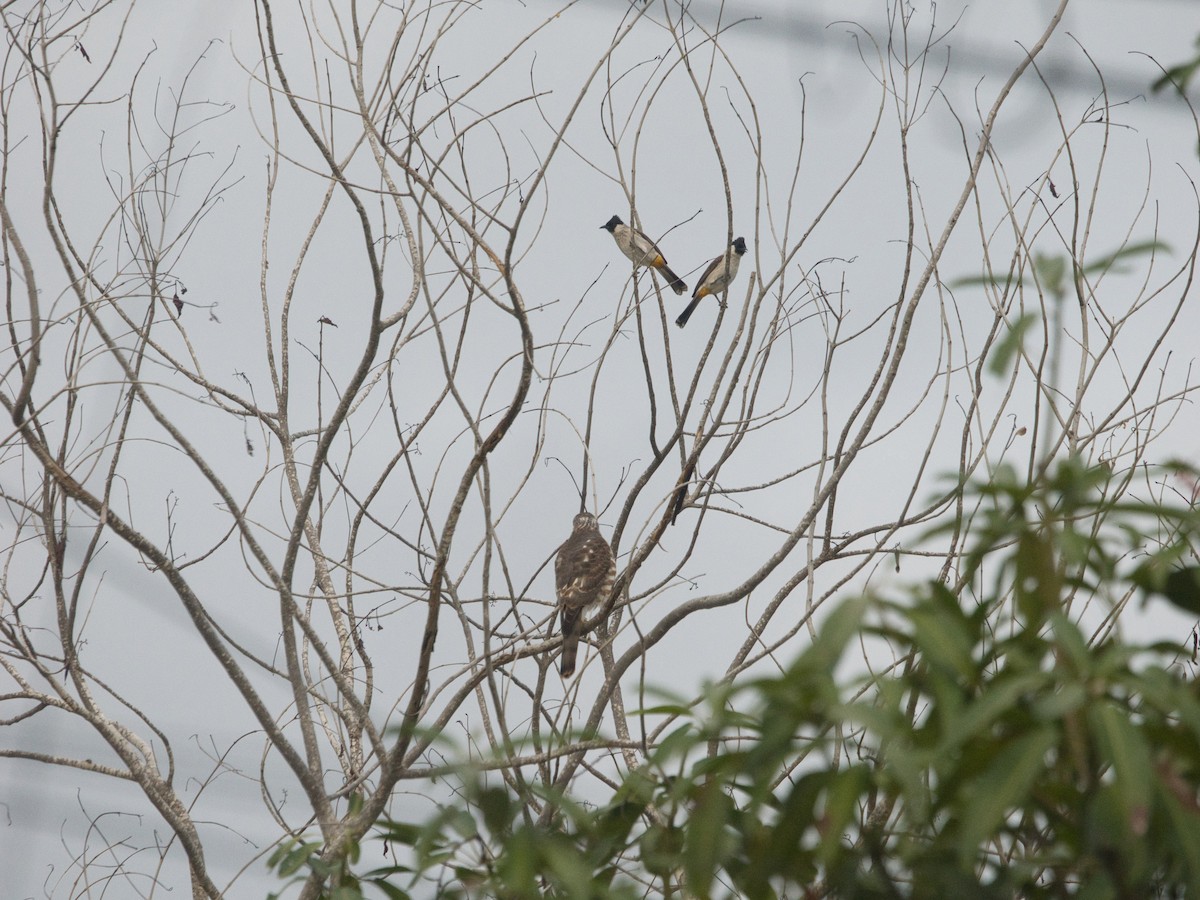 Bulbul Ventridorado - ML643812417