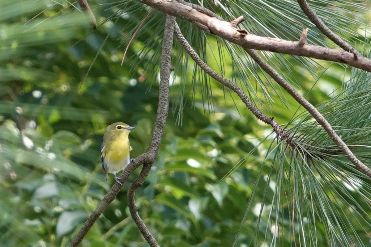 Yellow-throated Vireo - ML643812419