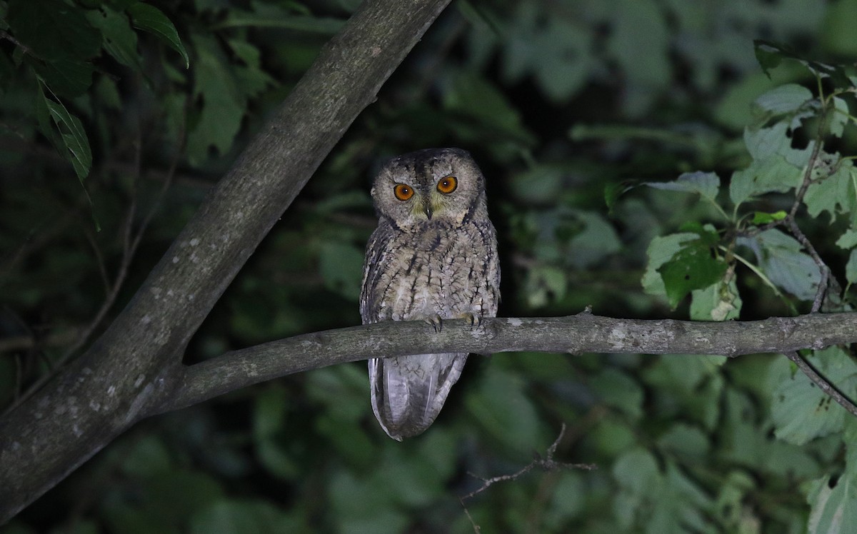 Japanese Scops-Owl - ML643812422