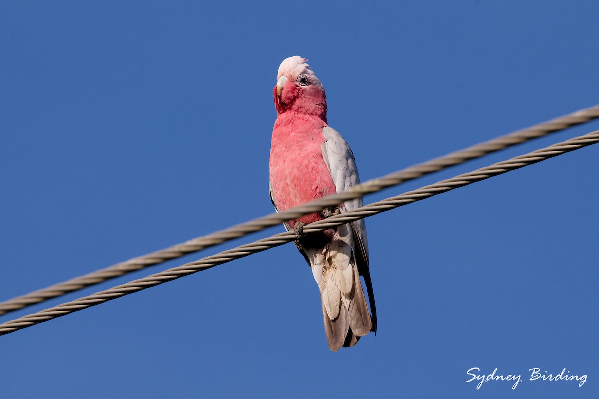 Galah - ML643812432