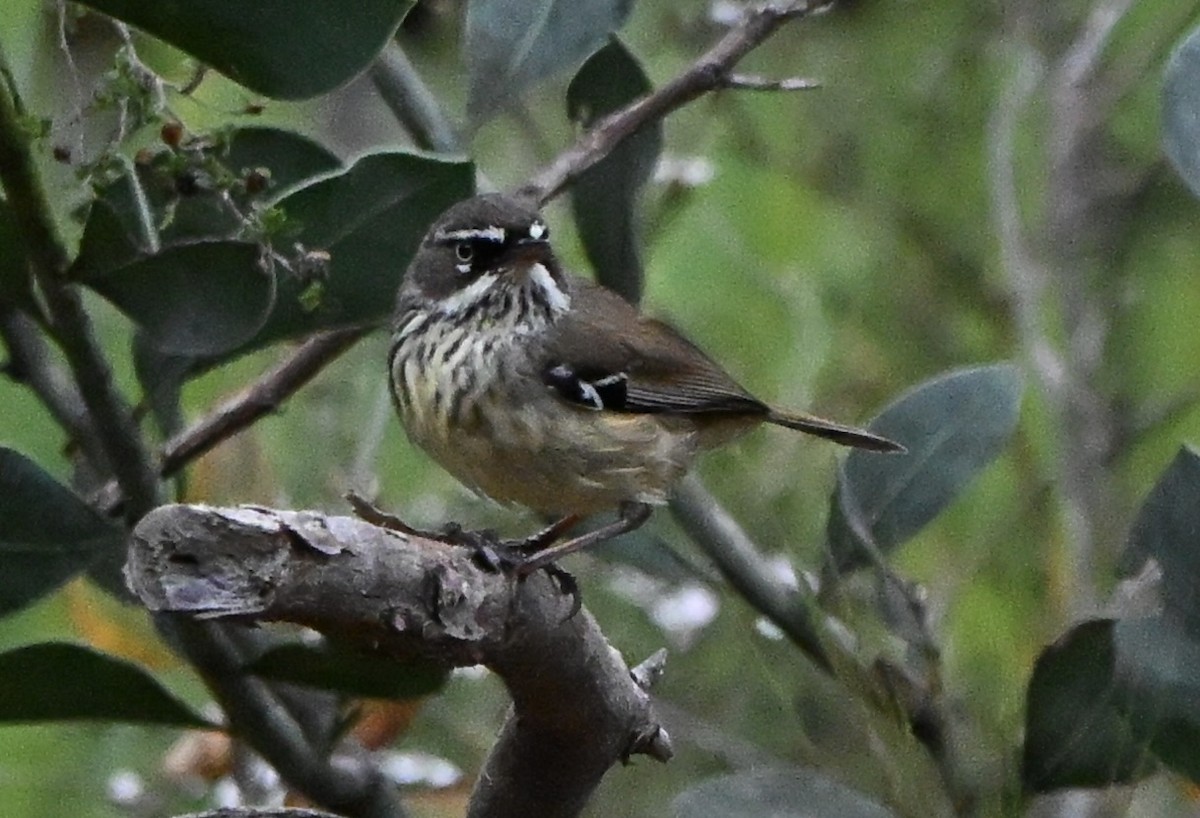 Spotted Scrubwren - ML643812476